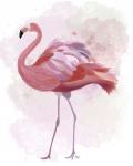 Fluffy Flamingo 1