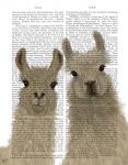 Llama Duo, Looking at You Book Print