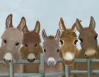 Donkey Herd at Fence