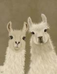 Llama Duo, Looking at You