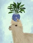 Llama Aspidistra