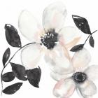 Black & Blush Anemone I