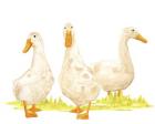 Quack Squad II