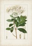 Antique Turpin Botanical II