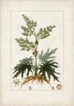 Antique Turpin Botanical III