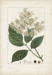 Antique Turpin Botanical V