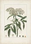 Antique Turpin Botanical VII