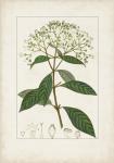 Antique Turpin Botanical VIII