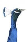 Peacock Portrait I