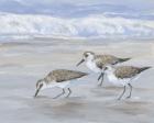 Sandpipers II