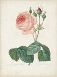 Vintage Redoute Roses I