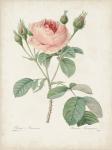 Vintage Redoute Roses VI