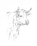 Bovine Quick Study I