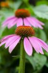 Pink Coneflowers I