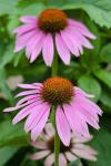 Pink Coneflowers II