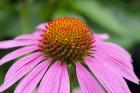 Pink Coneflowers III