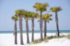 Coastal Palms II