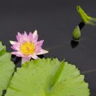 Water Lily Flowers II