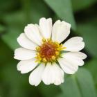 Cropped Garden Flowers I