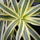 Cropped Garden Leaves I