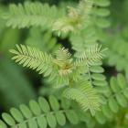 Cropped Garden Leaves II