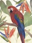 Tropical Parrot Composition II