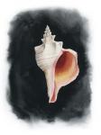 Conch on Black II