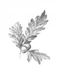 Oak Leaf Pencil Sketch I