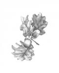 Oak Leaf Pencil Sketch II