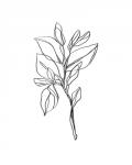 Leaf Sprig I