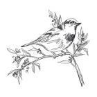 Simple Songbird Sketches I