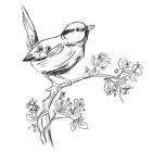 Simple Songbird Sketches IV