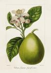 Antique Citrus Fruit IV