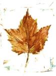 Autumn Leaf Study I