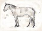 Vintage Equine Sketch I