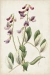 Antique Botanical Collection I