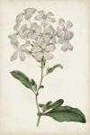 Antique Botanical Collection VIII