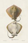 Antique Rays I