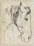 Horse in Bridle Sketch I