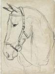 Horse in Bridle Sketch II