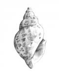 Quiet Conch II