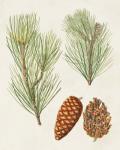 Antique Pine Cones I