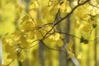 Aspen Backlight