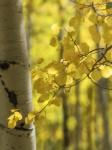 Aspen Highlights