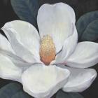 Blooming Magnolia I