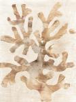 Parchment Coral I