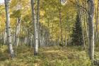 Aspen Grove I