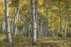 Aspen Grove II