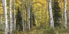 Aspen Panorama