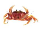 Crab Cameo III